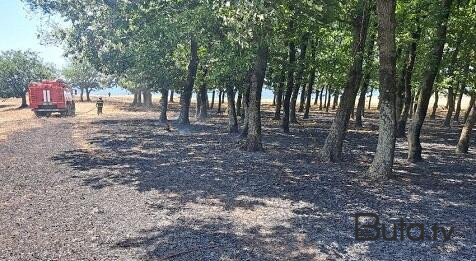  Masallıda meşə massivində yanğın - Foto  