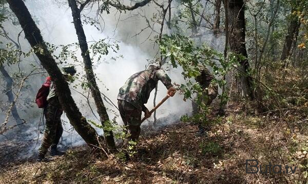  Xaçmazda meşə massivinə yaxın ərazidə yanğın - Video  