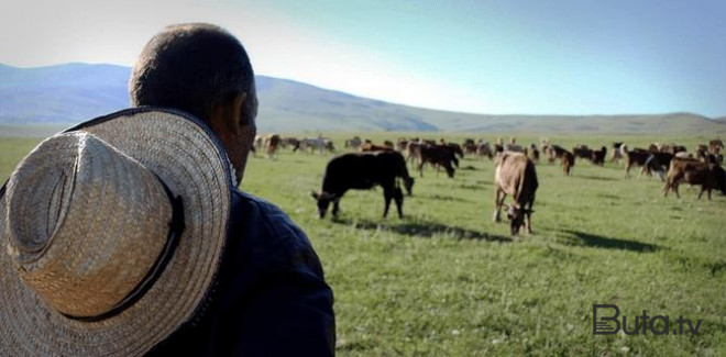  Heyvanları oğurlayıb, puluna Bakıda əylənən çoban tutuldu  