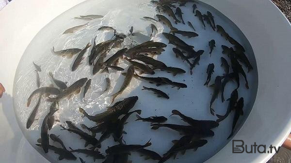  Kəlbəcərdə qanunsuz balıq ovu - Video  