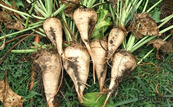  Fermerlərə müjdə: Şəkər çuğundurun alış qiyməti...  