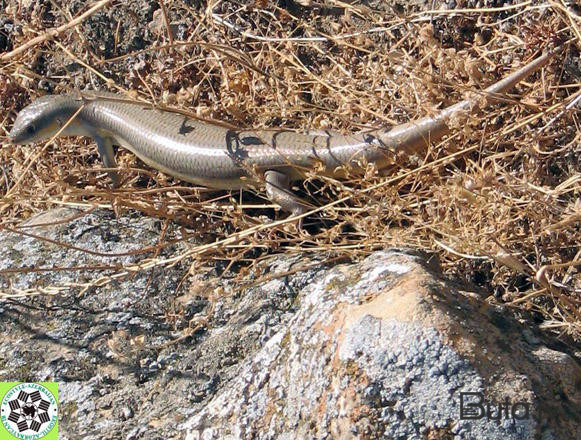  Bakıda nəhəng kərtənkələ təşviş yaratdı - Foto  