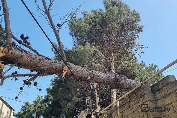  Massalıda aşan ağac kəndin yolunu bağladı  