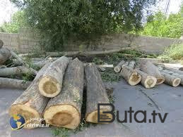  Sumqayıtda 17 ağac qanunsuz kəsildi  