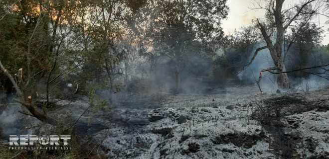  Sumqayıtda yanğın: şam ağaclarına ziyan dəydi  