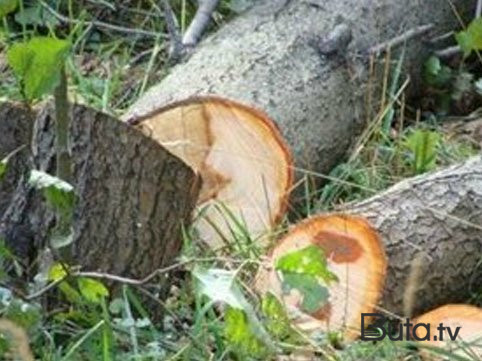İsmayıllıda ağacları qanunsuz kəsən şəxslər yaxalandı  