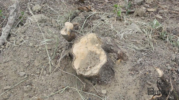  Oğuzda ağacların qanunsuz kəsilməsi faktı aşkarlandı  