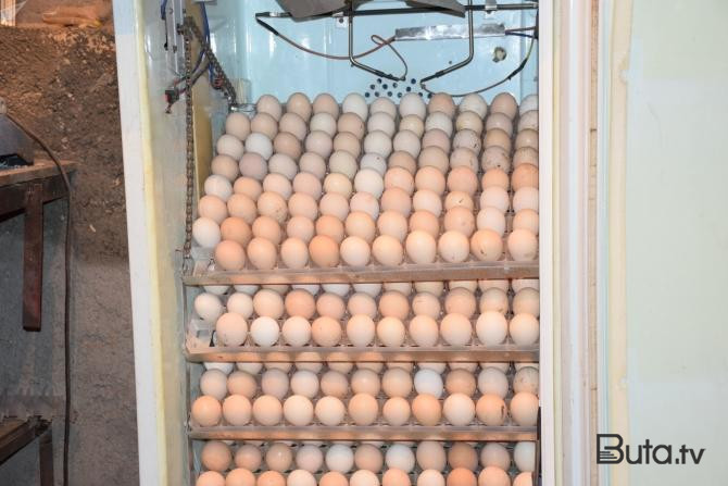  Azərbaycan Rusiyaya daha 300 min yumurta göndərdi  