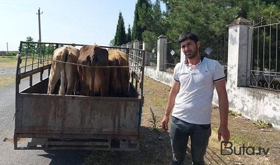  Məşğulluğun verdiyi inək xəstə olub? - Rəsmi  