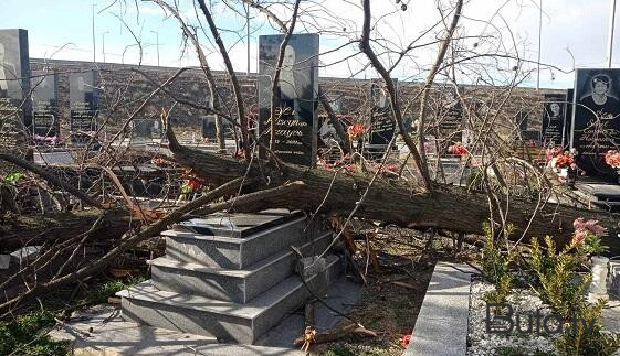  İri gövdəli ağaclar qəbirlərin üzərinə aşdı - Video  