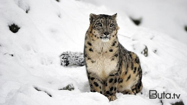  Qırğızıstan bu heyvanı milli rəmzi elan etdi  