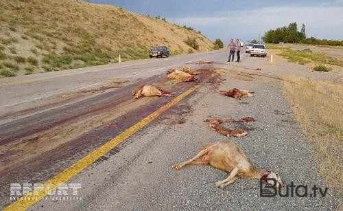  Goranboyda maşın mal-qaraya çırpıldı  