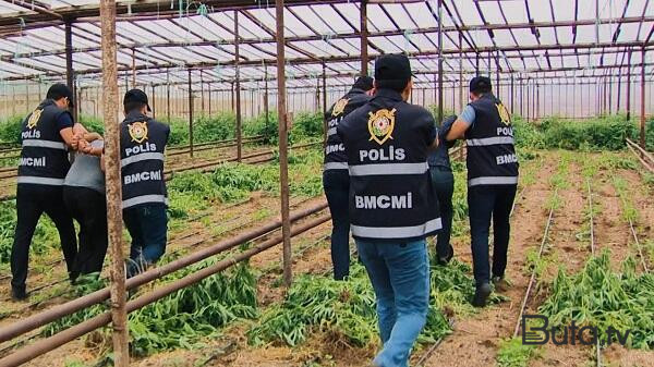  Bostan bitkilərinin arasında narkotik yetişdirdi  