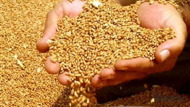  Dünya bazarlarında buğda kəskin bahalaşır  