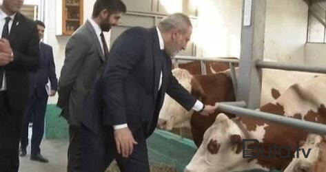  Paşinyanın inəklə “görüşü” istehzaya səbəb oldu - Foto  