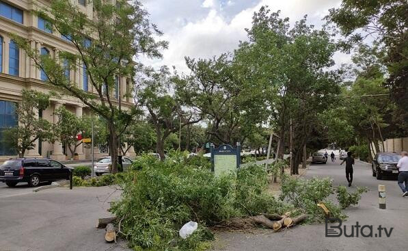  Bir sıra ərazilərdə güclü küləyin fəsadlarının qarşısı alındı - Video  