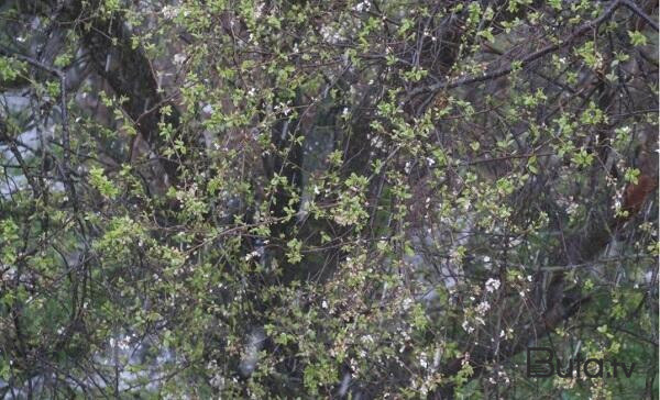  Xəbərdarlıq: Leysan olacaq, dolu düşəcək  