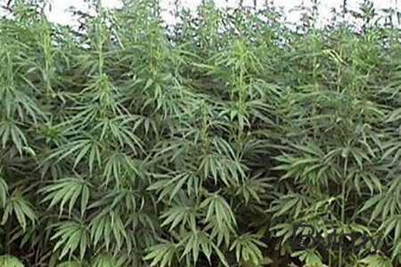  Laçında 2 ton çətənə məhv edildi  