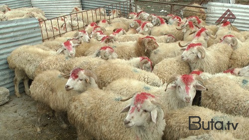  Azərbaycanda qurbanlıq heyvanların qiyməti - Video  