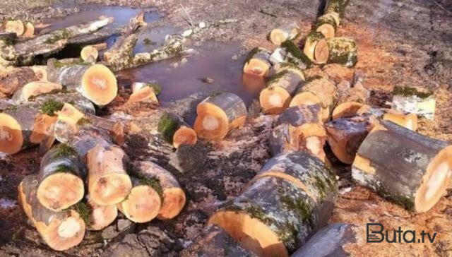  Bakıda məşhur tikinti şirkətləri ağacları qanunsuz kəsdi  