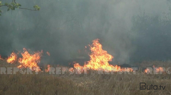  Taxıl sahəsini yandıran şəxs müəyyən edildi - Video  