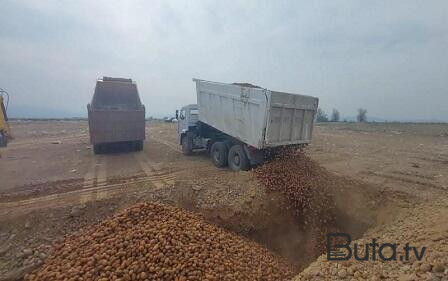 Gürcüstandan gətirilən 24,5 ton kartof yararsız çıxdı  