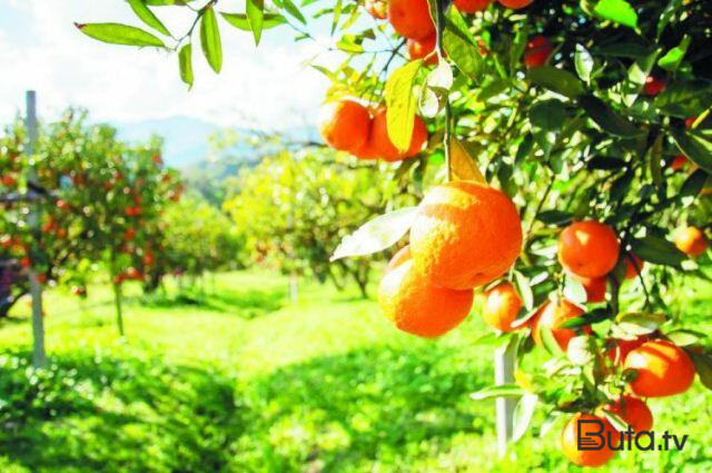  Türkiyədən gətirilən 15 tonluq portağal məhv edildi  