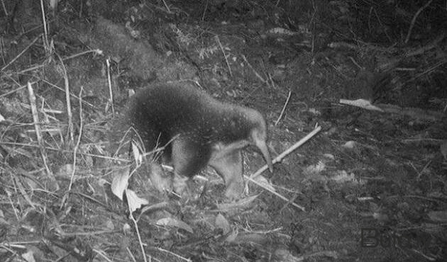  Exidna Attenboro 60 il sonra üzə çıxdı  