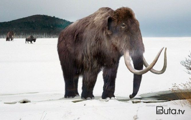  Alimlər mamont yaratdı: tundraya buraxılacaq  