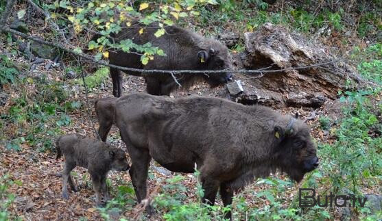  Azərbaycana daha 10 zubr gətirildi - Foto  