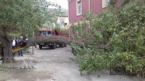  Bakıda külək ağacı maşının üzərinə aşırdı - Foto  