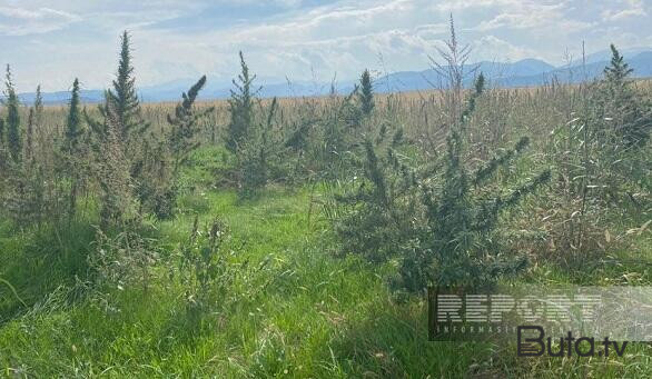  Xocalıda narkotik plantasiyası aşkarlandı - Foto  