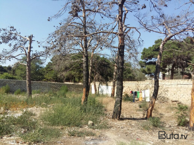  Azərbaycanda bu ağaclar kəskin quruyur  