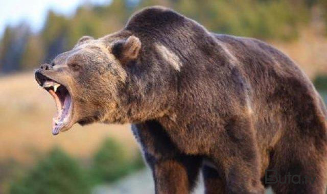  Qaxda ayı rayon sakininə hücum etdi  