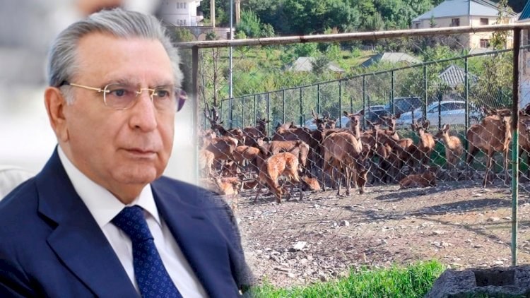  Ramiz Mehdiyevin masaj sirri: Maral buynuzunun qanı, Pant vannaları – Cavanlıq möcüzəsi 