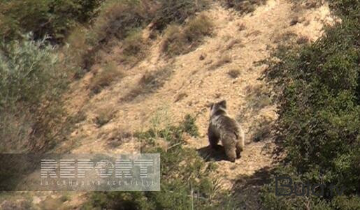  Naxçıvan kəndlərinə ayı hücumları - Foto  