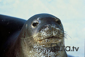  Çimərlikdə suitilər göründü: Zoologiya İnstitutundan reaksiya  