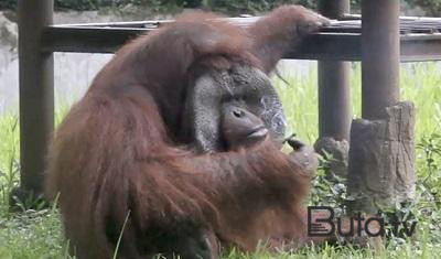  Sammit bitdi, meymunlar Yeni Dehliyə qayıtdı  