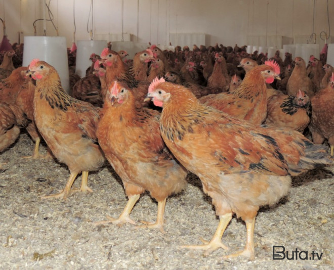  Bu ölkələrdən quşçuluq məhsullarının idxalına qadağa qoyuldu  