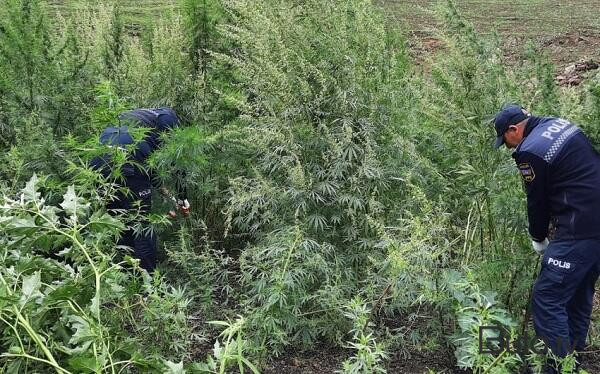  Salyan sakini 10 kilodan çox narkotiklə tutuldu  