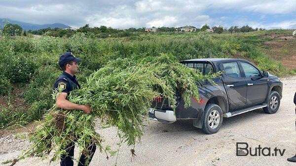  Ağdaşda 3 tondan artıq çətənə kolu məhv edildi  