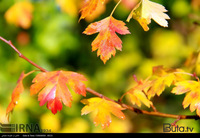  Sabahın hava proqnozu açıqlandı  