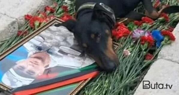 Şəhidimizin ən vəfalı dostu... - Foto  