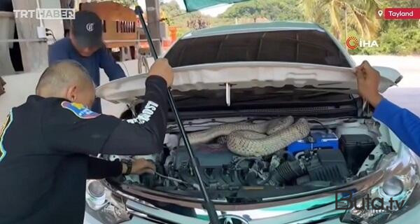  Avtomobildən 16 kilo ağırlığında zəhərli ilan tapıldı - Foto  