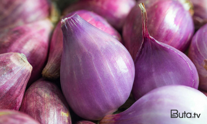  Soğan təsərrüfatında monitorinq: xəstəliklər tapıldı  