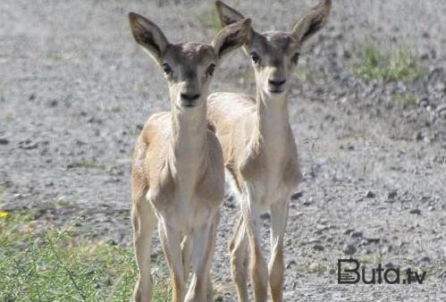  Azərbaycanda nadir heyvanlar təbiətə buraxıldı  