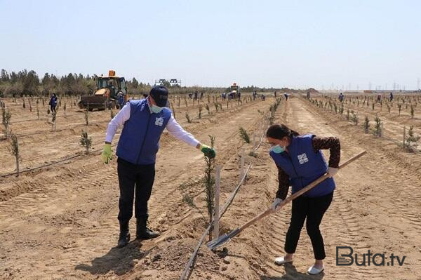  Son 3 gündə ölkədə 15 min ağac əkildi  