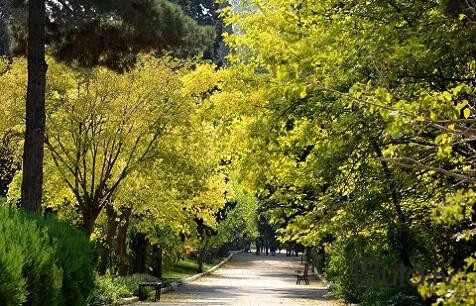  Yeni Nəbatat Parkı harada salınacaq?  