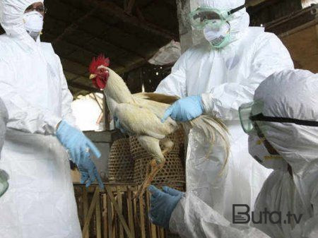  Azərbaycanda quş qripi ilə bağlı monitorinqlərin nəticələri  