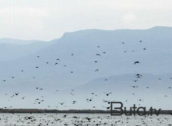  Polis “Qırmızı kitab”a düşən quşu satan şəxsi cəzalandırdı  